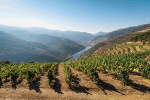 douro vineyard