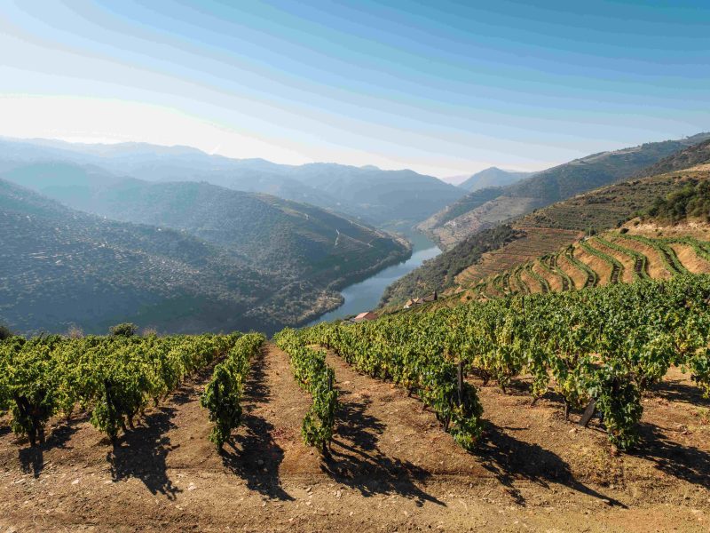douro vineyard